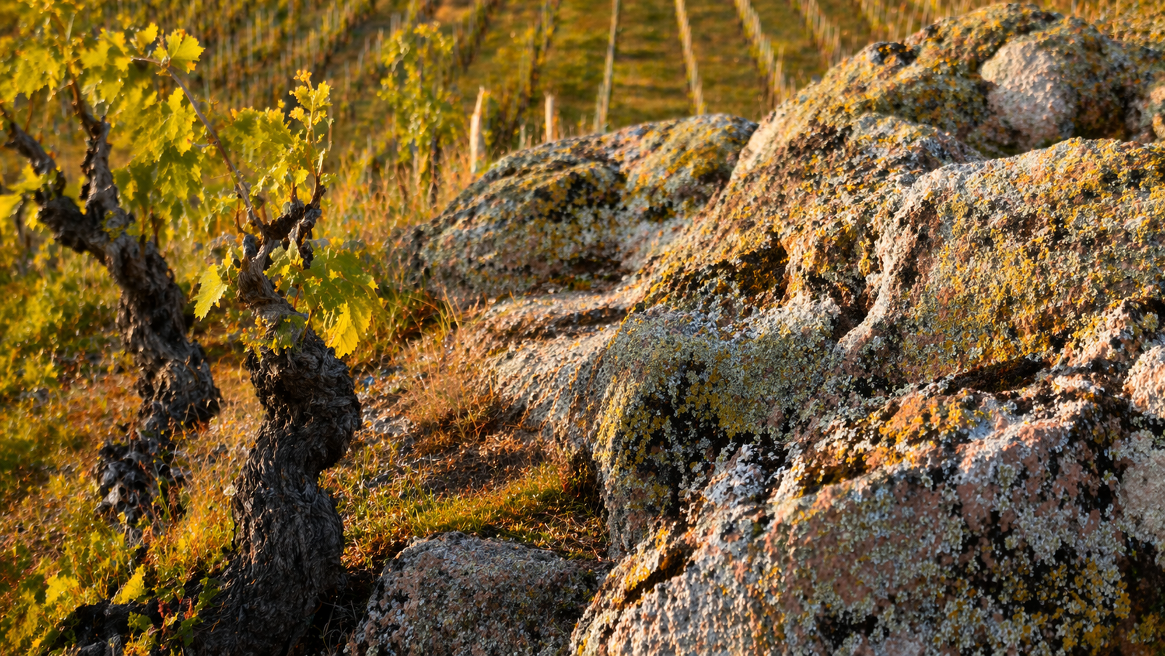 Terroir granitique d'un Grand Cru d'Alsace avec cep de vigne ancien sur affleurement rocheux aux lichens dorés